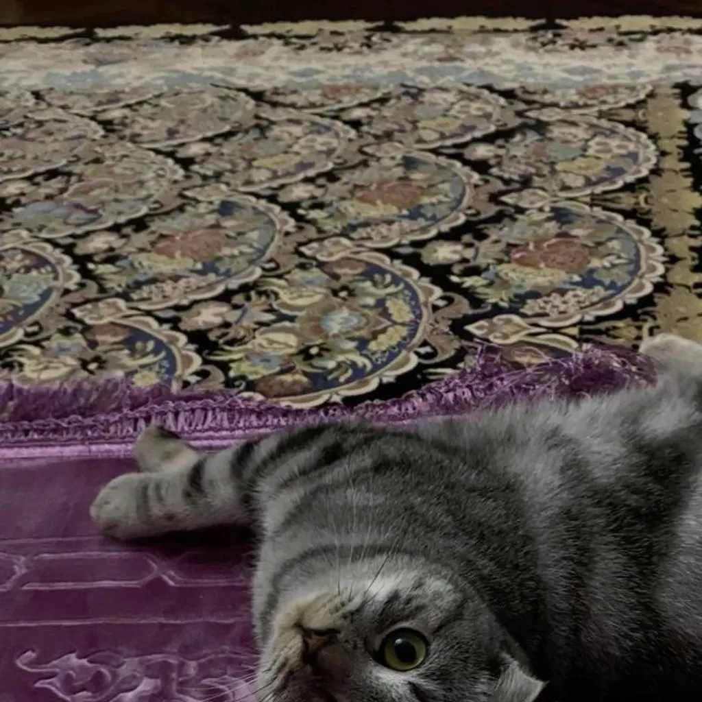 chat with ai character: Islamic🐾 (Pt 16) 