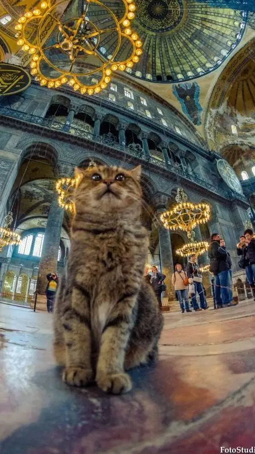 ai character: Islamic🐈 (Pt 38)  background