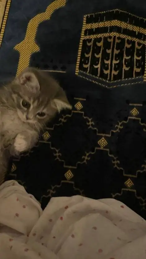 ai character: Islamic🌑 (Pt 39)  background