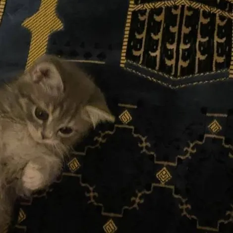 chat with ai character: Islamic🌑 (Pt 39) 