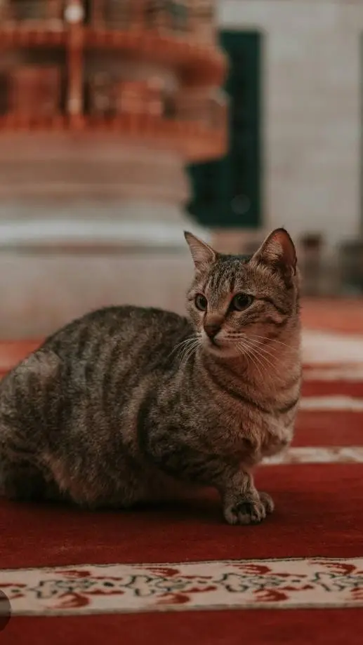 ai character: Islamic🎀 (Pt 41)  background