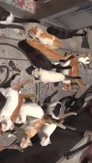 ai character: Cat Island background