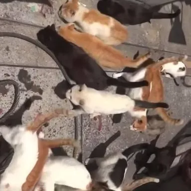 chat with ai character: Cat Island