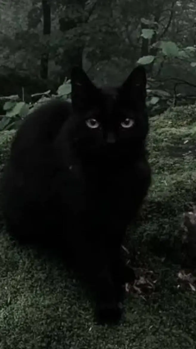 ai character: dullcore ??¿¿?? ¿? background