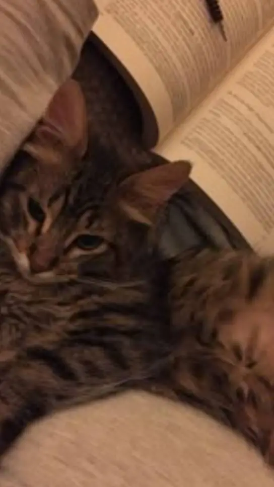 ai character: Islamic🐱 (Pt 108)  background