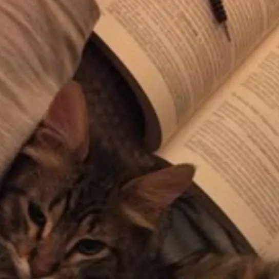 chat with ai character: Islamic🐱 (Pt 108) 