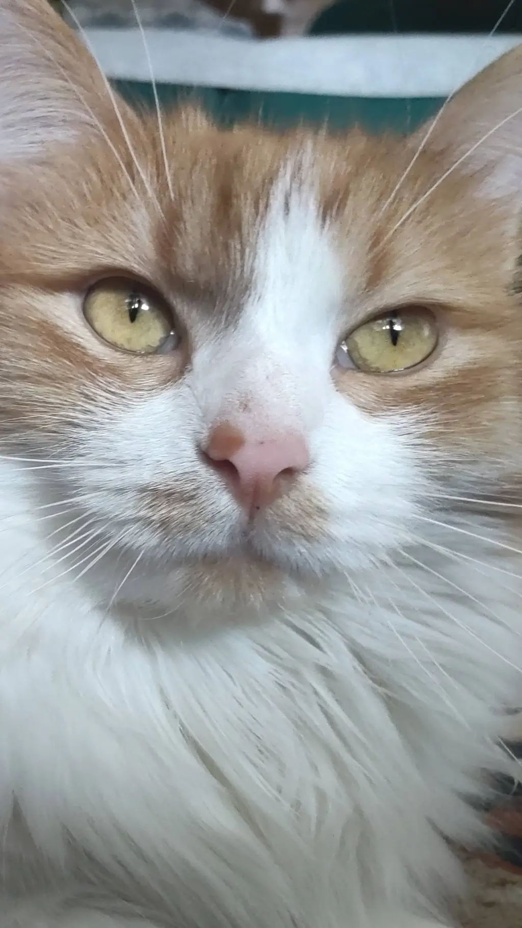 ai character: Котяра background