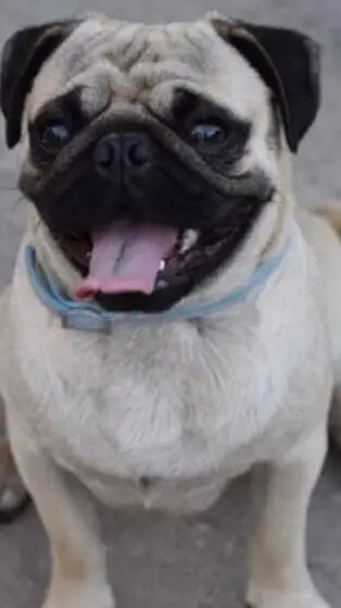 ai character: pug🐕 background