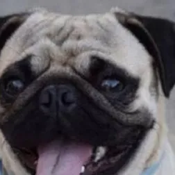 chat with ai character: pug🐕