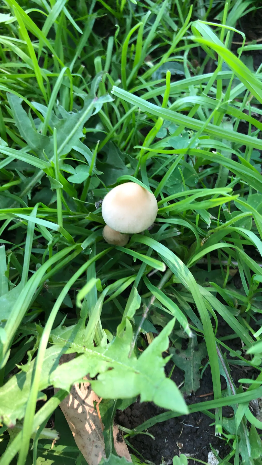 ai character: THE MUSHROOM GOD background