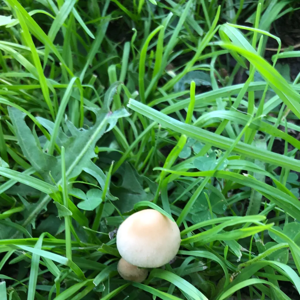 chat with ai character: THE MUSHROOM GOD