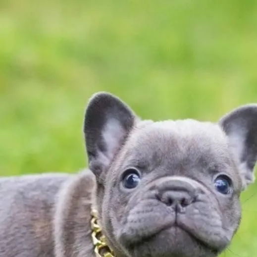 chat with ai character: Josie the half dog