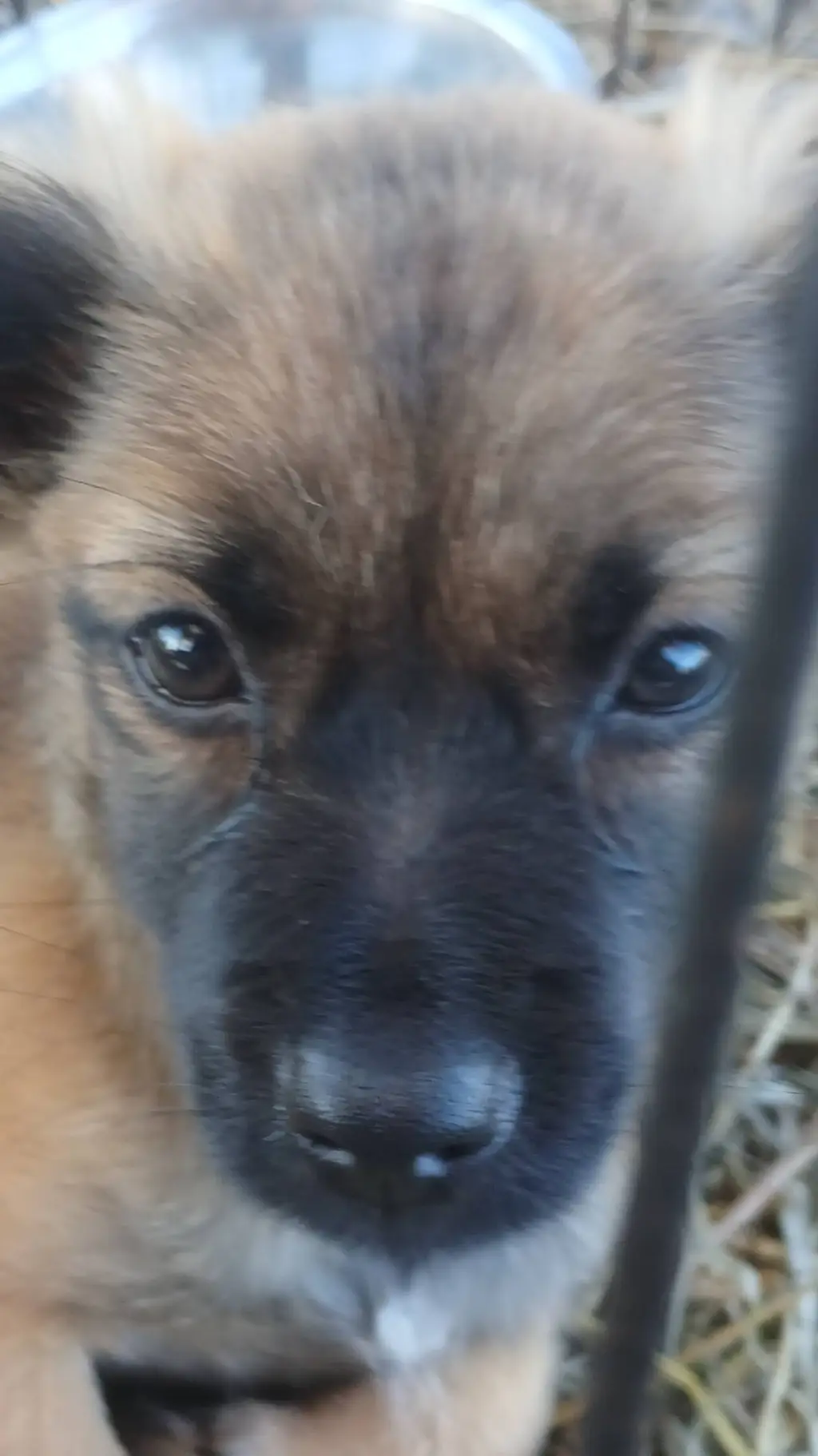 ai character: dog background