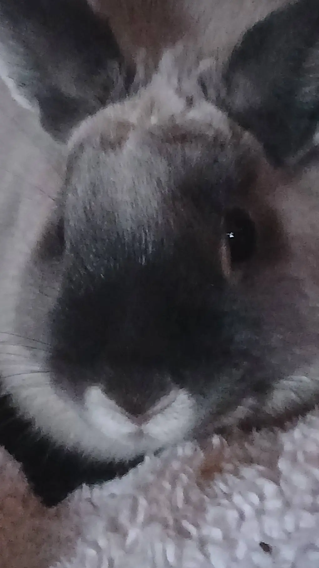 ai character: bunny background