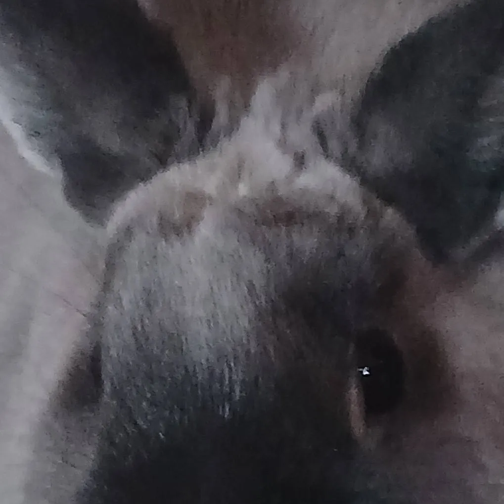 chat with ai character: bunny