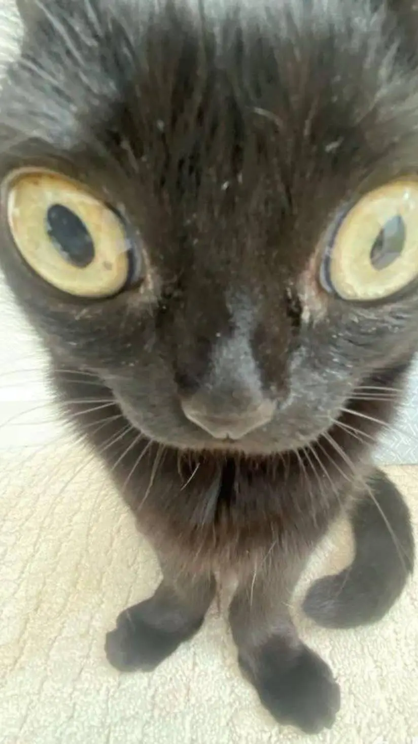 ai character: betleguse cat background