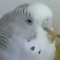 chat with ai character: arsivovna budgie