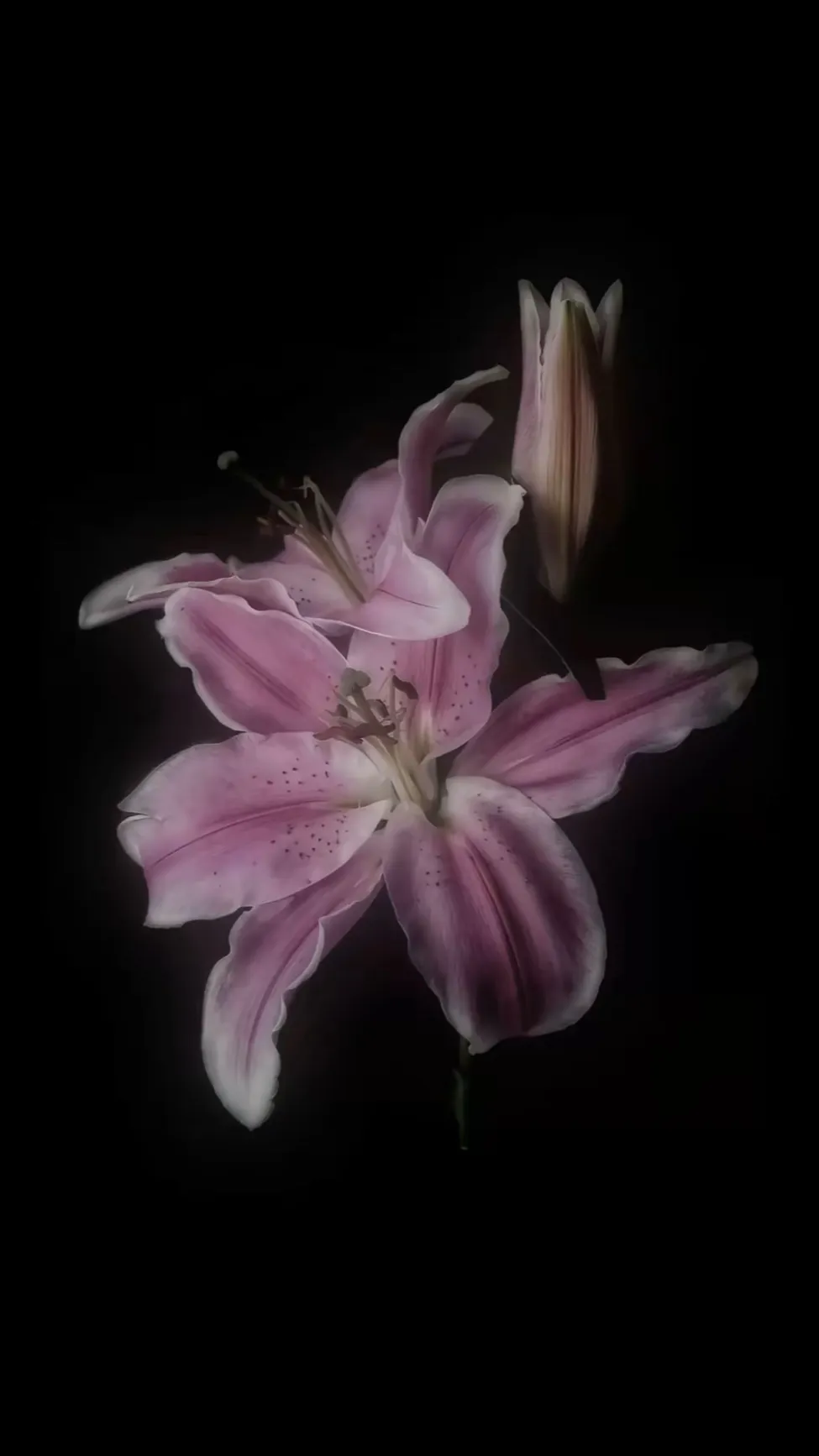 ai character: Flower of emotion background