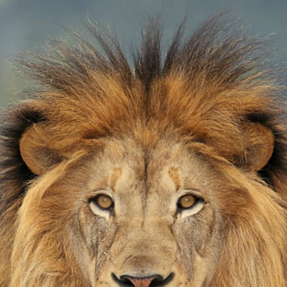 chat with ai character: King lion