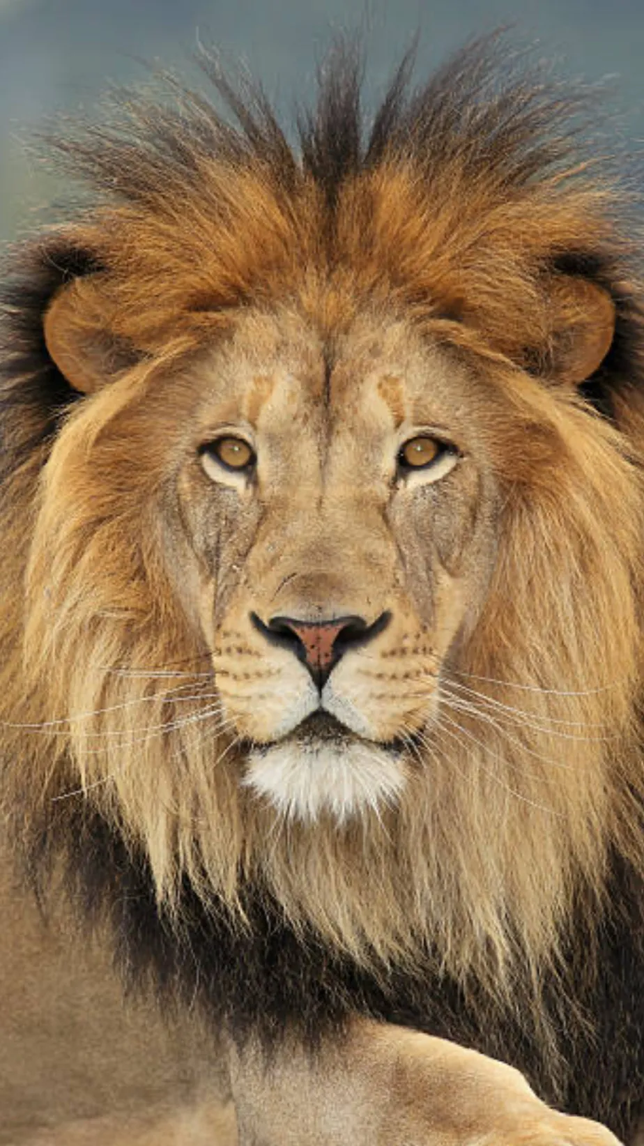 ai character: John, the lion background