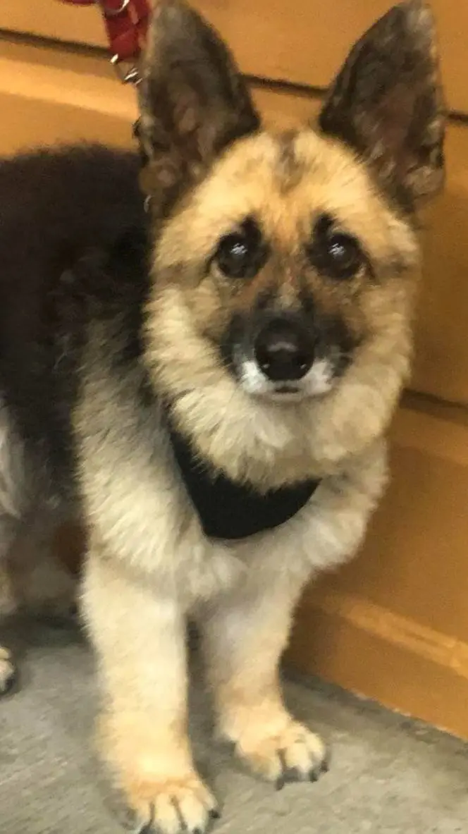 ai character: sheperd+dwarfism= background