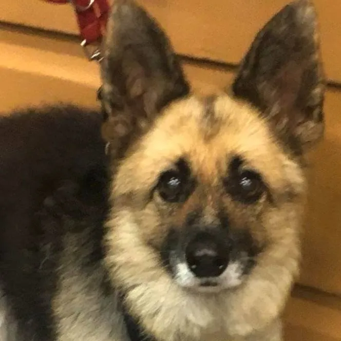 chat with ai character: sheperd+dwarfism=