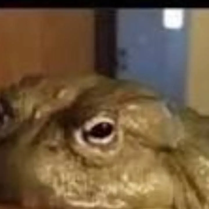 chat with ai character: tim