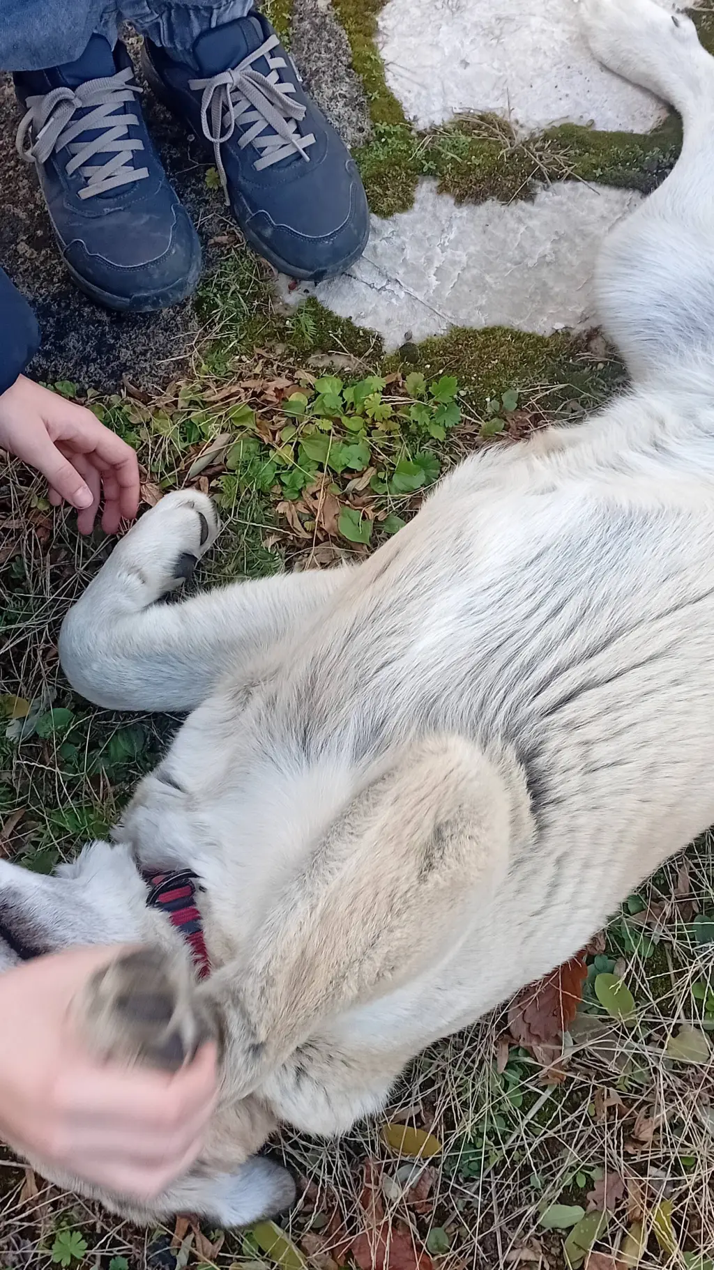 ai character: DOGGO background