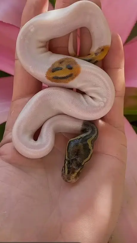 ai character: azi invatam background