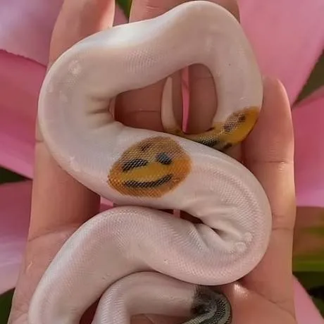 chat with ai character: azi invatam