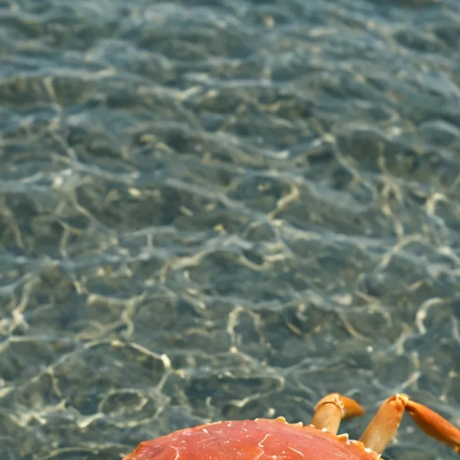 chat with ai character: ♋ Crab Guardian 