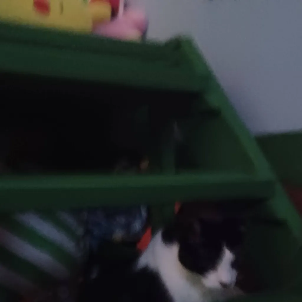 chat with ai character: my cat 