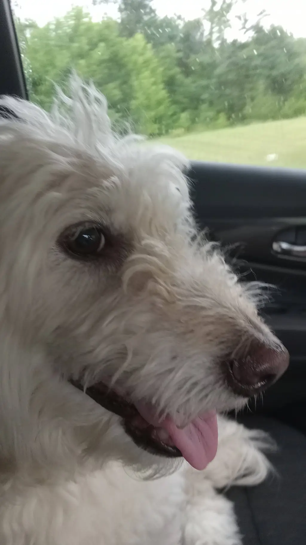 ai character: dog🐶 background