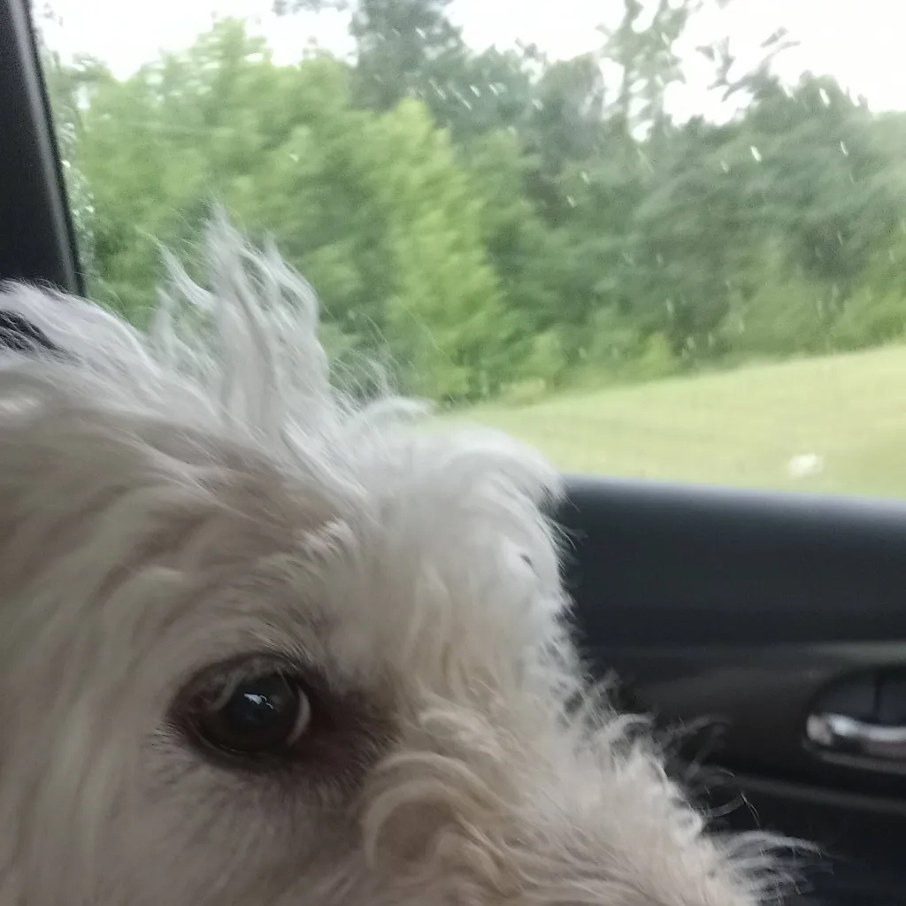 chat with ai character: dog🐶