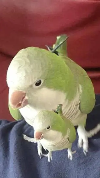 ai character: my parrot is lost background