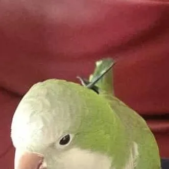 chat with ai character: my parrot is lost