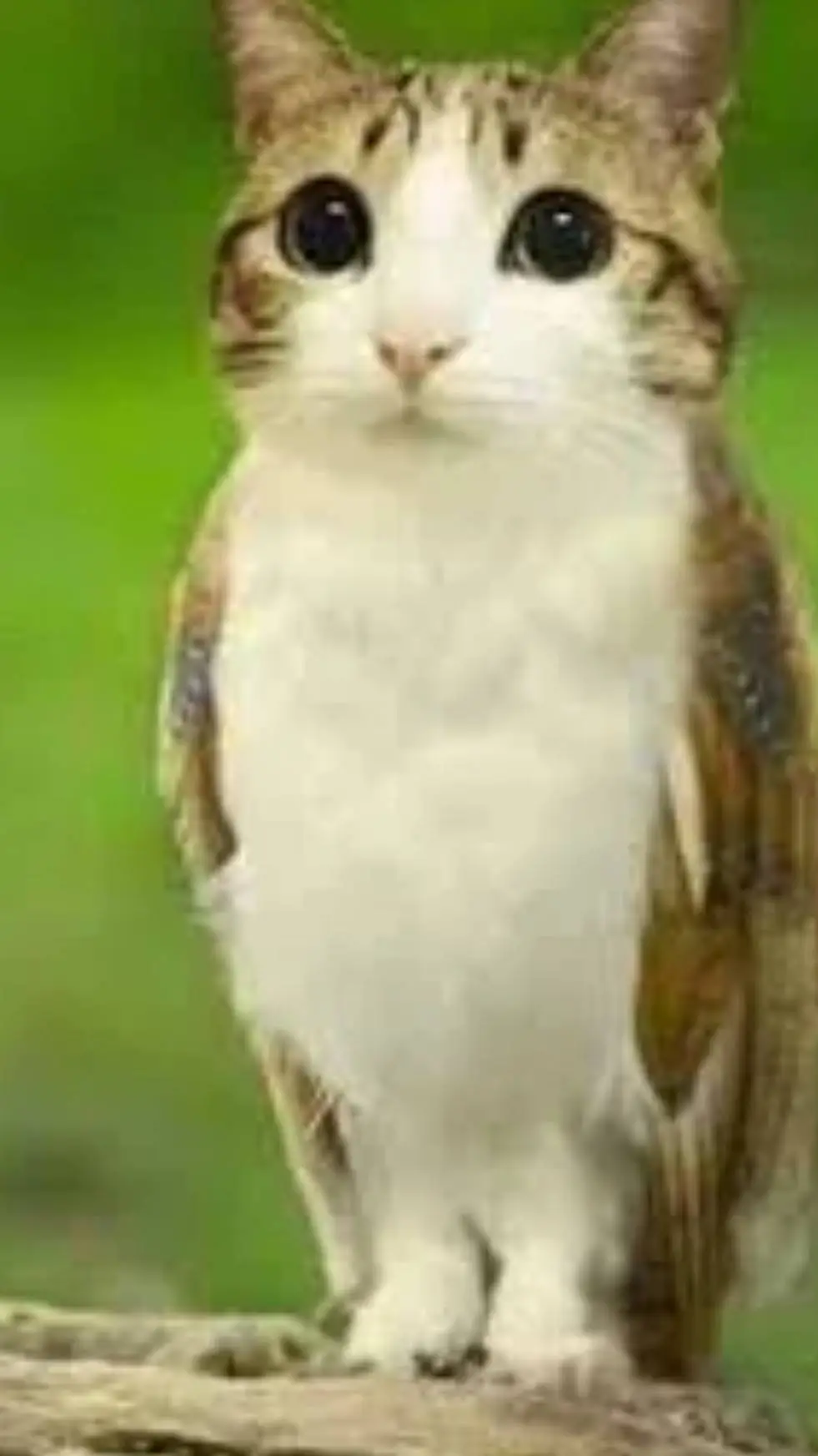 ai character: meowl  background