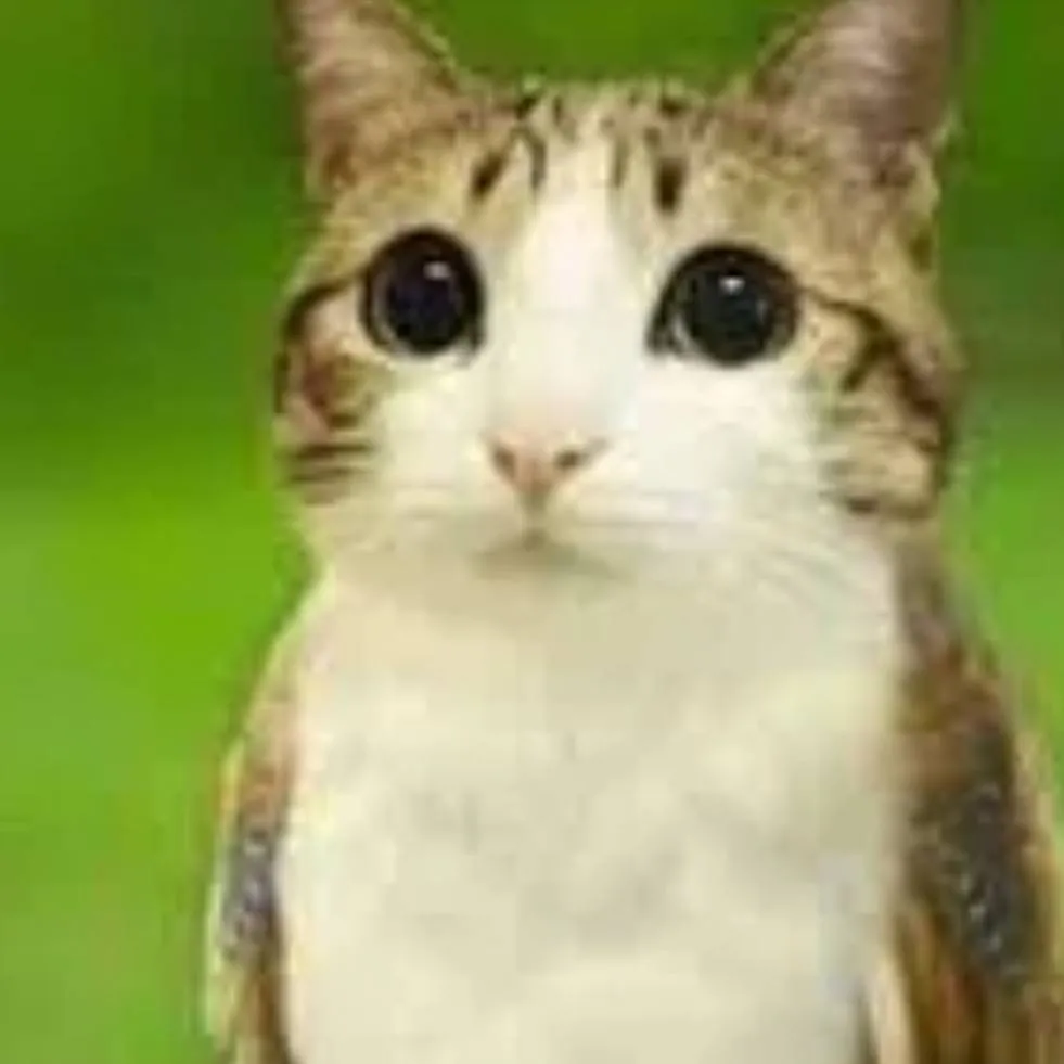 chat with ai character: meowl 