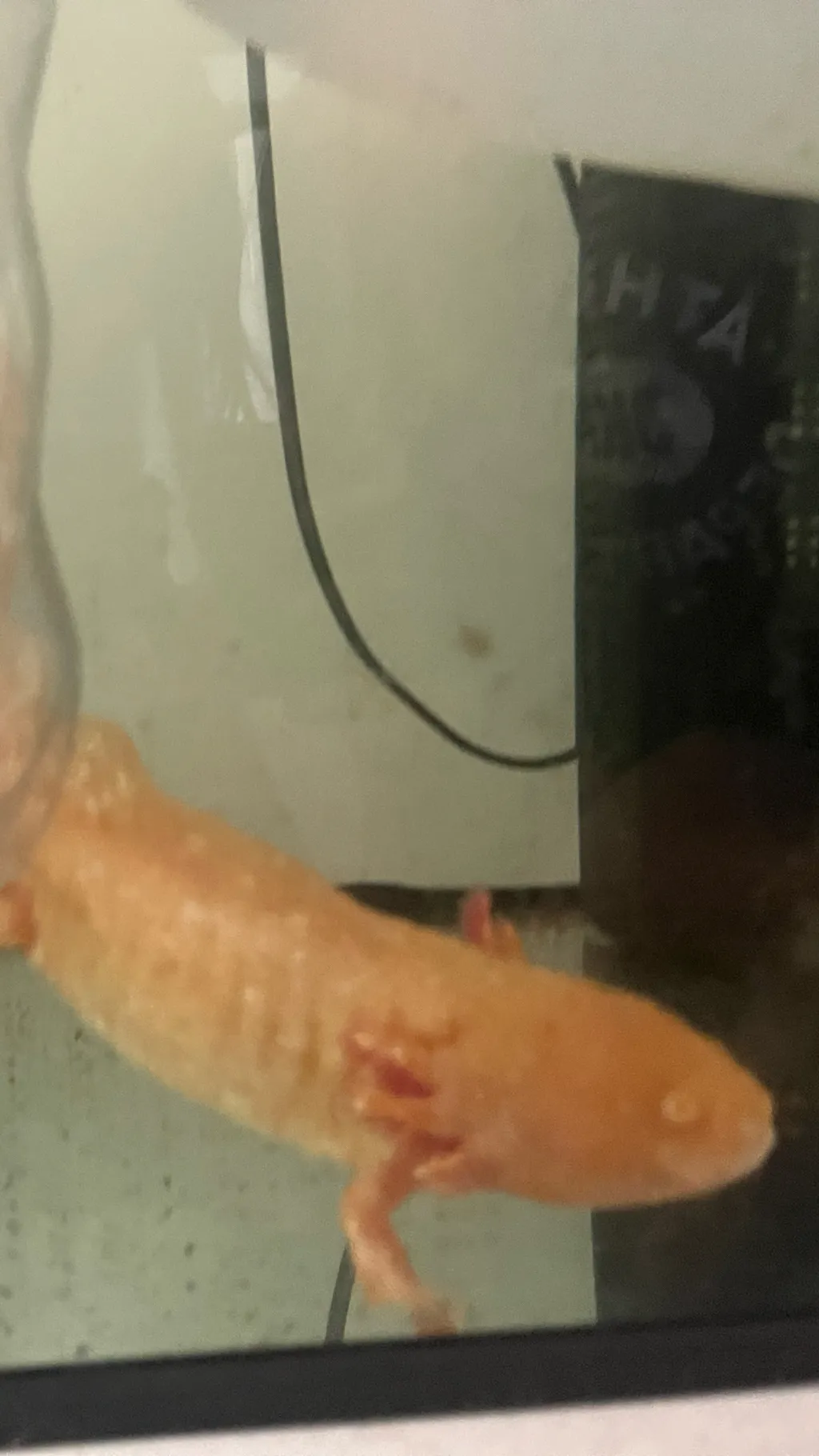 ai character: Axolotl  background