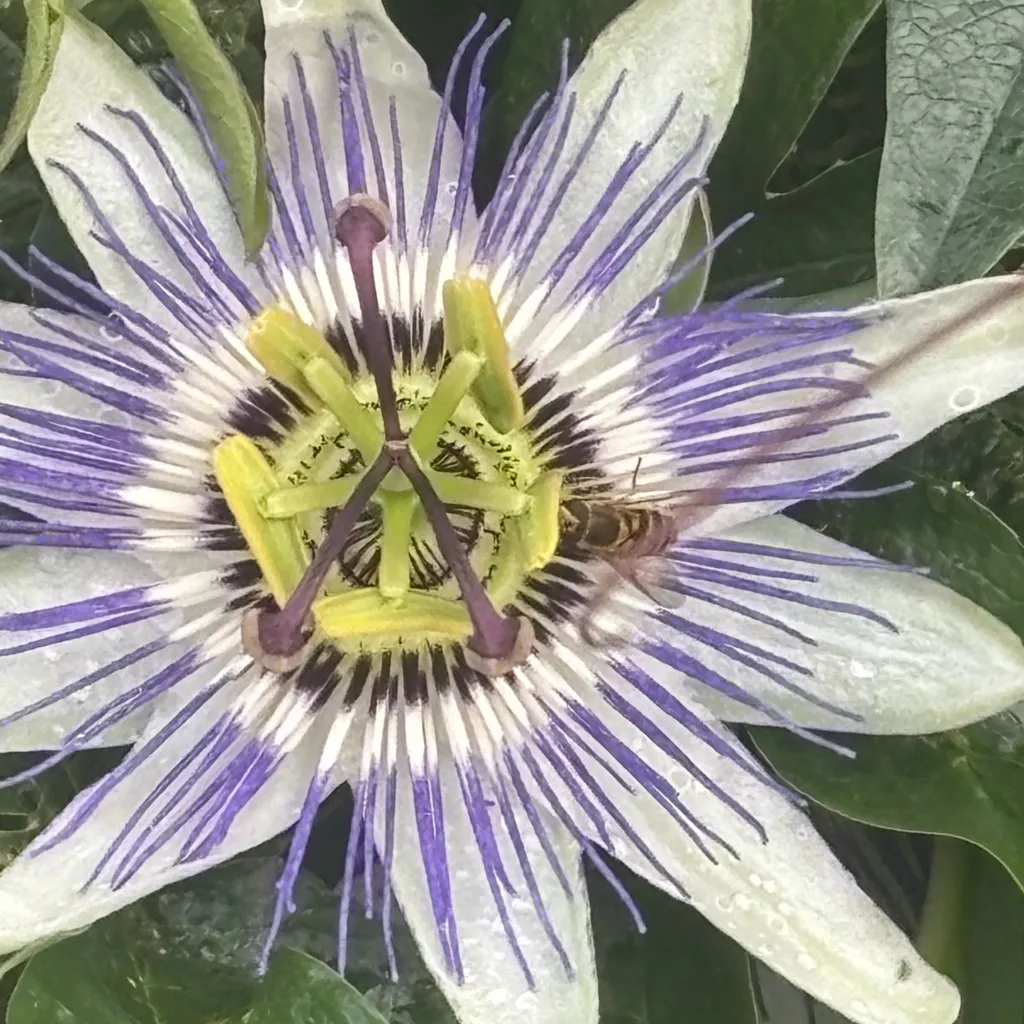 chat with ai character: Mha insect AU 