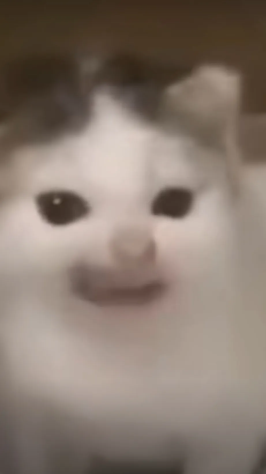 ai character: Bob the cat background