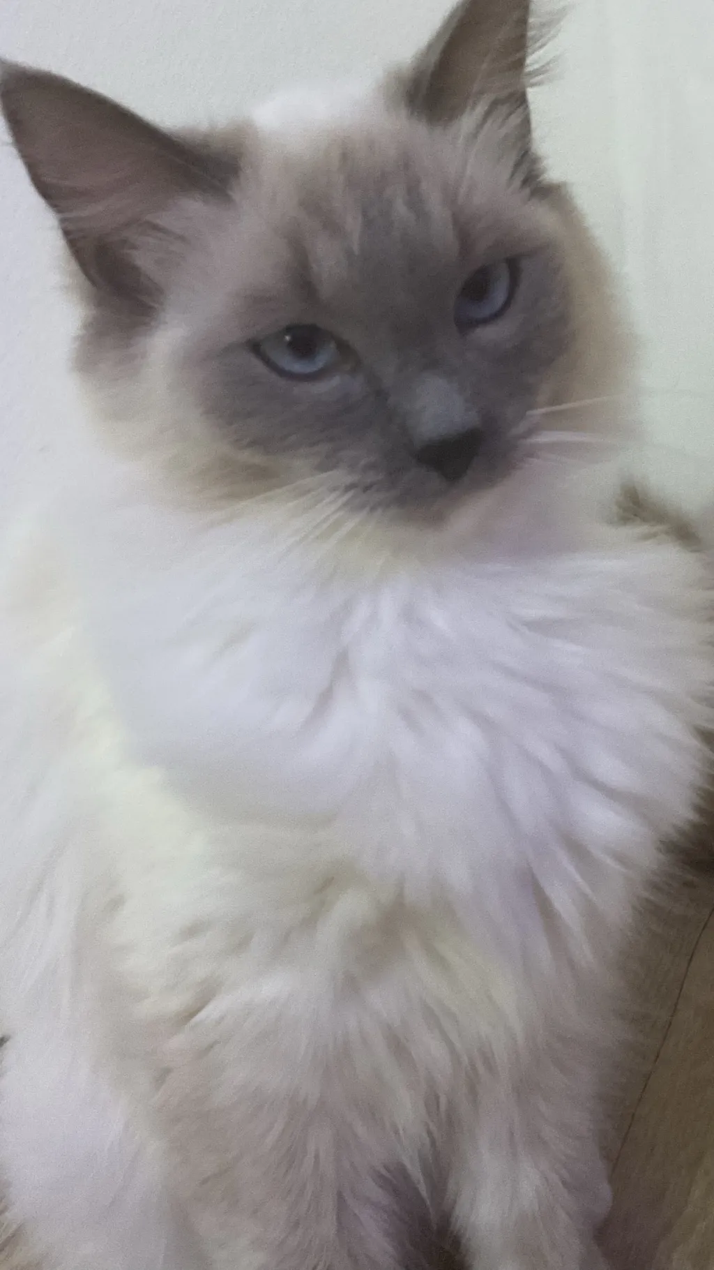 ai character: Cookie ￼ background