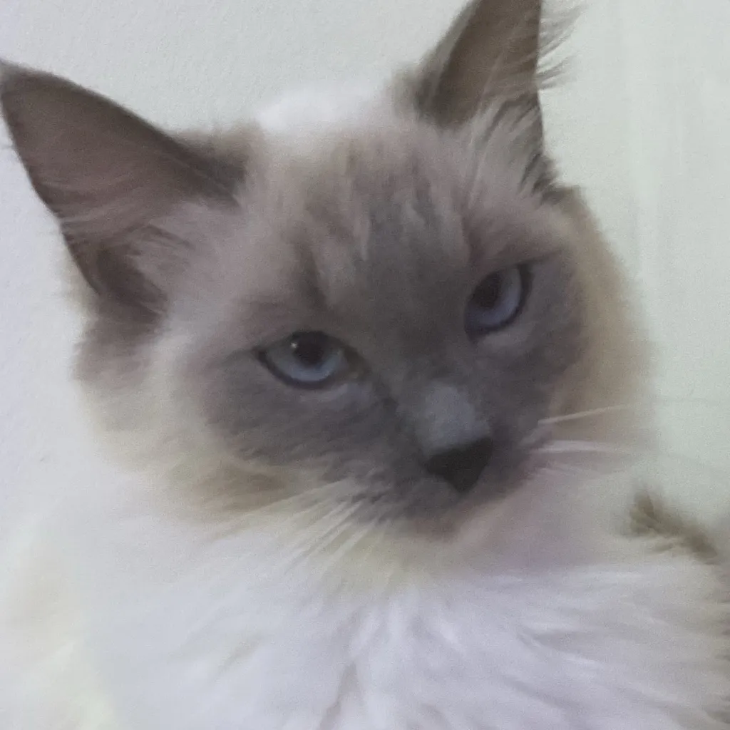 chat with ai character: Cookie ￼