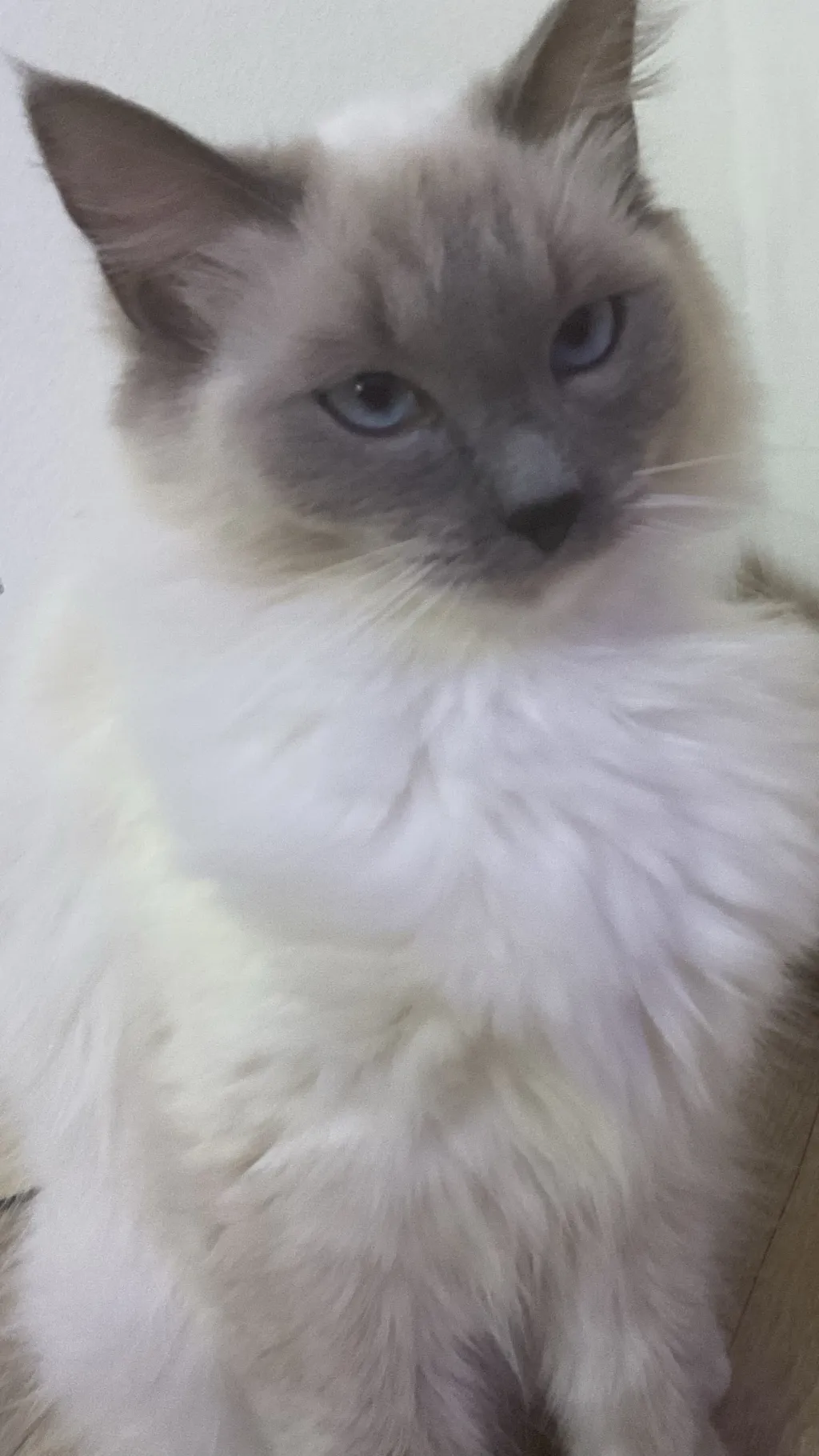 ai character: Cookie background