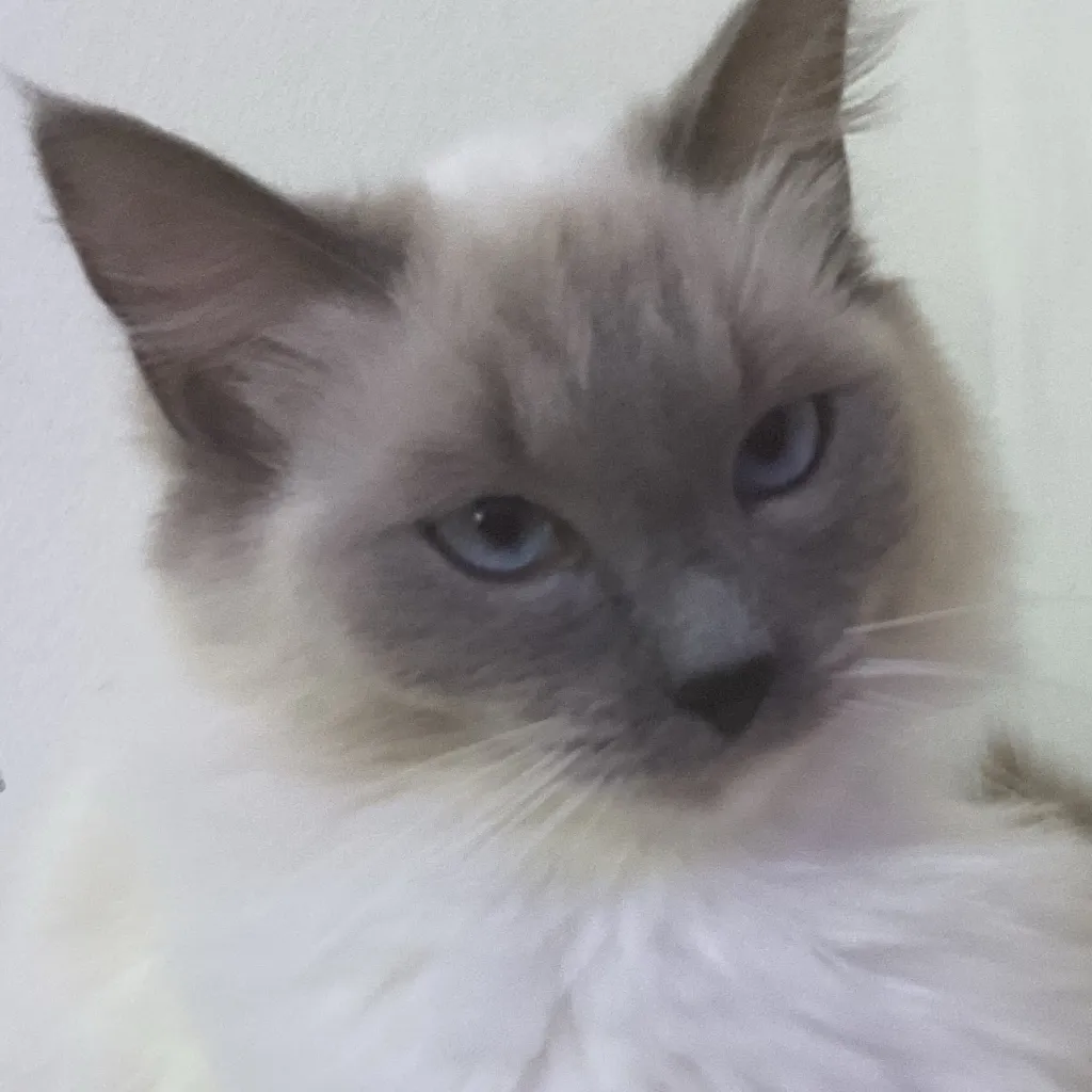 chat with ai character: Cookie