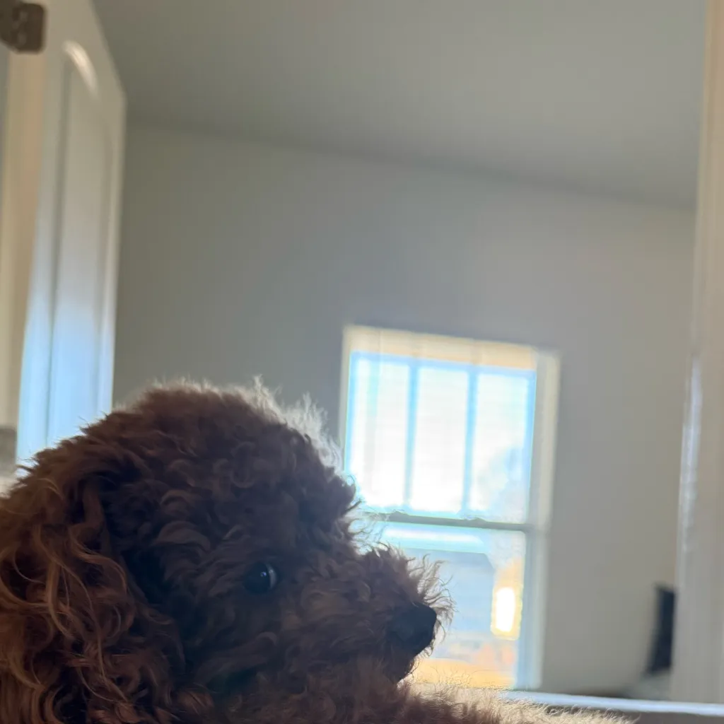 chat with ai character: Creators pick me 