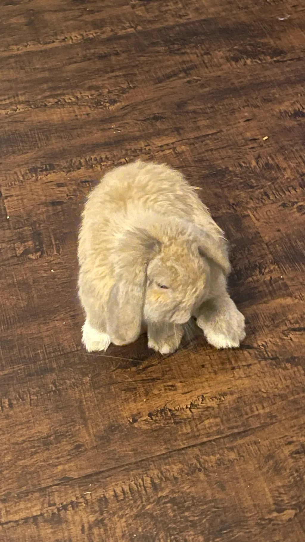 Talkie AI - Chat with Craig my rabbit 