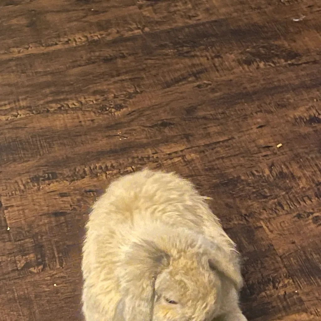 chat with ai character: Craig my rabbit 