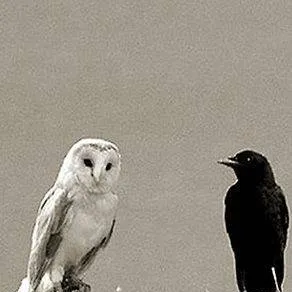 chat with ai character: Soren