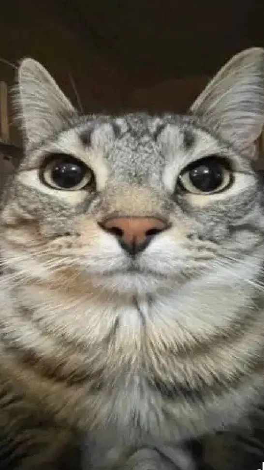 ai character: Roaster Cat background
